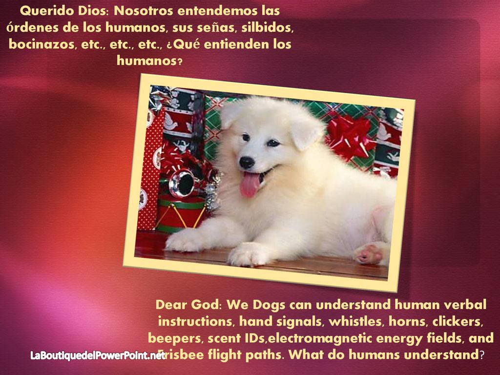 Querido Dios: Nosotros entendemos las órdenes de los humanos, sus señas, silbidos, bocinazos, etc., etc., etc., ¿Qué entienden los humanos