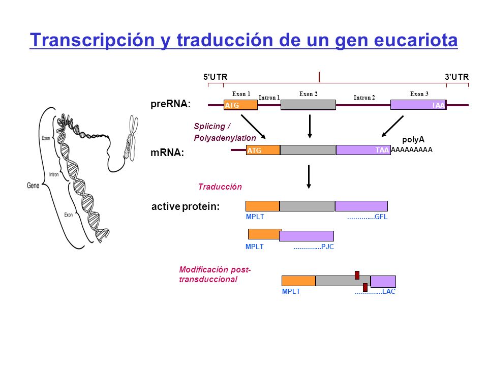 Transcripción y traducción de un gen eucariota