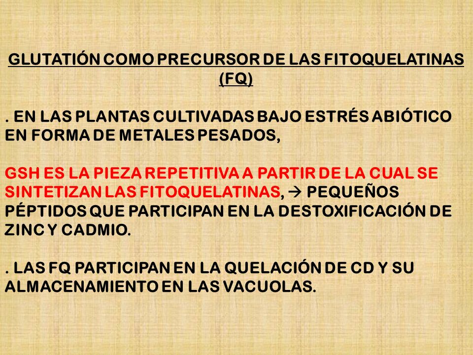 GLUTATIÓN COMO PRECURSOR DE LAS FITOQUELATINAS (FQ)