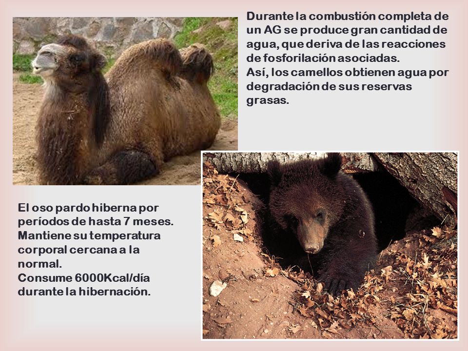 Durante la combustión completa de un AG se produce gran cantidad de agua, que deriva de las reacciones de fosforilación asociadas.