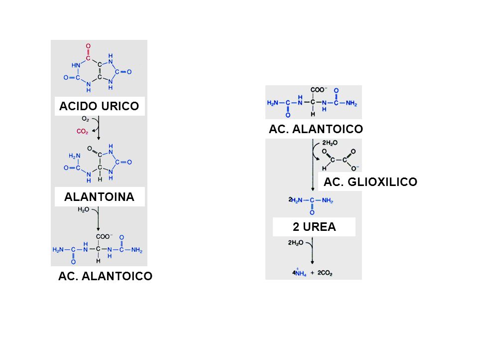 ACIDO URICO AC. ALANTOICO AC. GLIOXILICO ALANTOINA 2 UREA AC. ALANTOICO