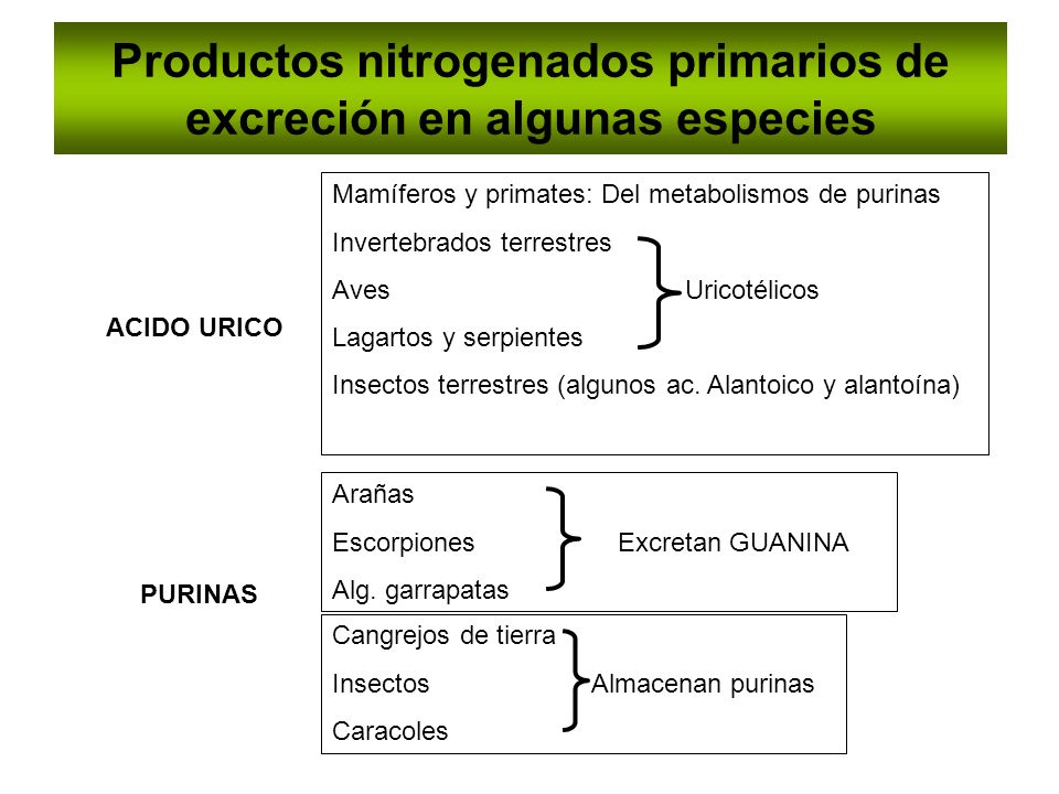 Productos nitrogenados primarios de excreción en algunas especies
