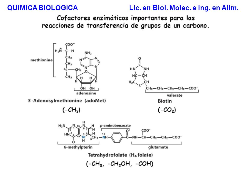 QUIMICA BIOLOGICA Lic. en Biol. Molec. e Ing. en Alim.