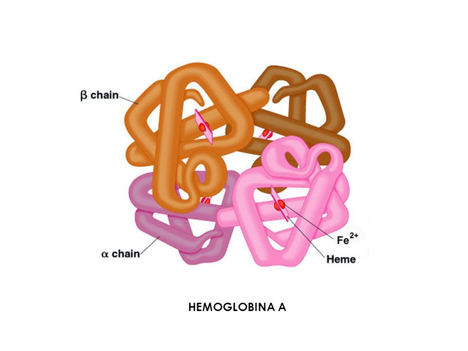 HEMOGLOBINA A