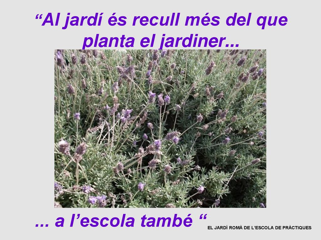 Al jardí és recull més del que planta el jardiner...
