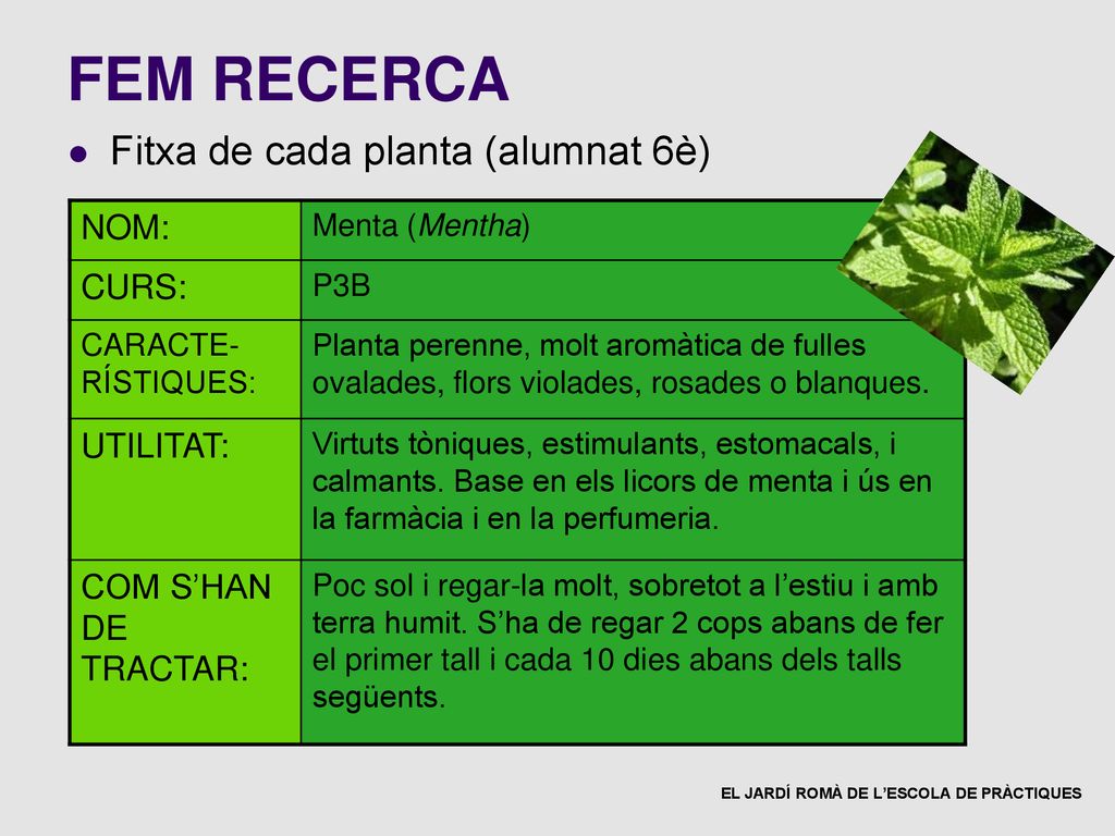 FEM RECERCA Fitxa de cada planta (alumnat 6è) NOM: CURS: UTILITAT:
