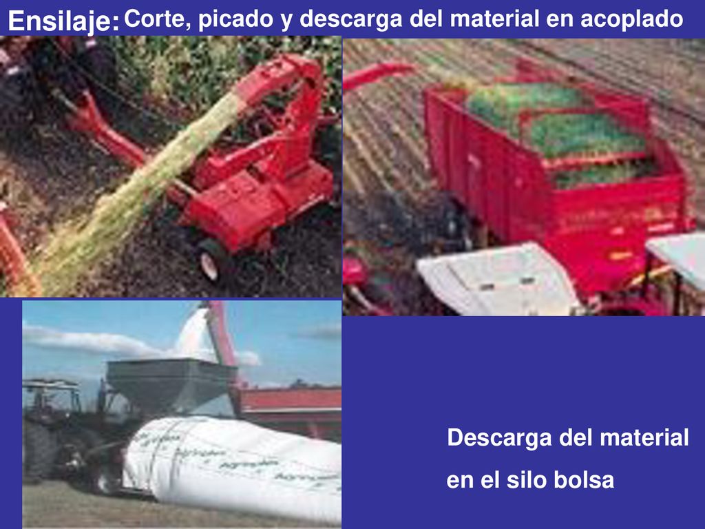 Ensilaje: Corte, picado y descarga del material en acoplado