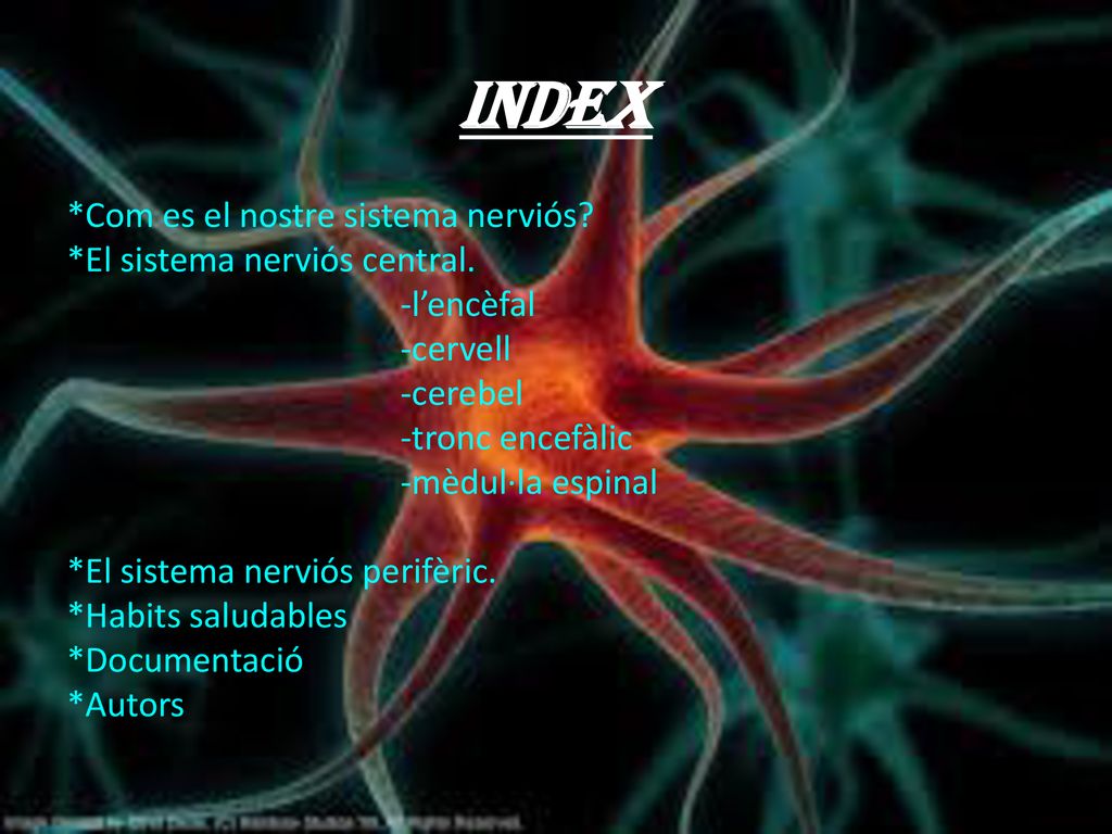 INDEX *Com es el nostre sistema nerviós *El sistema nerviós central.
