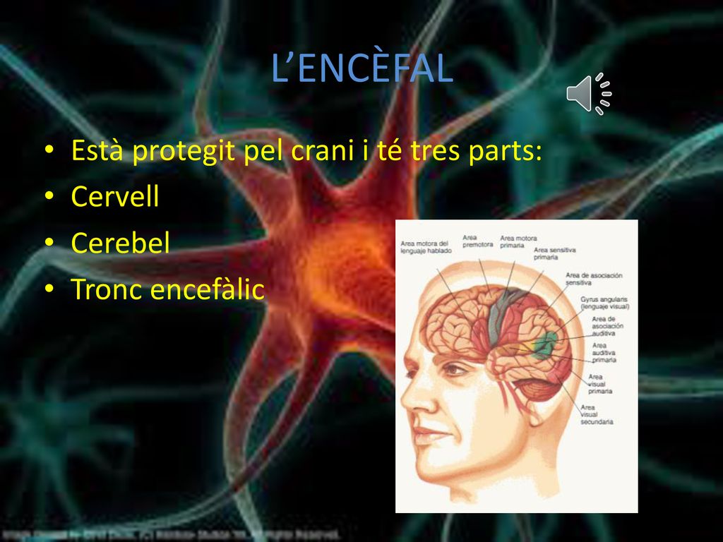 L’ENCÈFAL Està protegit pel crani i té tres parts: Cervell Cerebel