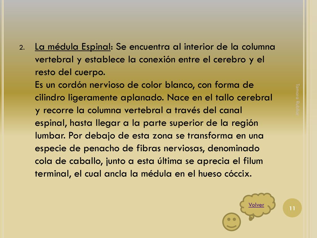 La médula Espinal: Se encuentra al interior de la columna vertebral y establece la conexión entre el cerebro y el resto del cuerpo. Es un cordón nervioso de color blanco, con forma de cilindro ligeramente aplanado. Nace en el tallo cerebral y recorre la columna vertebral a través del canal espinal, hasta llegar a la parte superior de la región lumbar. Por debajo de esta zona se transforma en una especie de penacho de fibras nerviosas, denominado cola de caballo, junto a esta última se aprecia el filum terminal, el cual ancla la médula en el hueso cóccix.