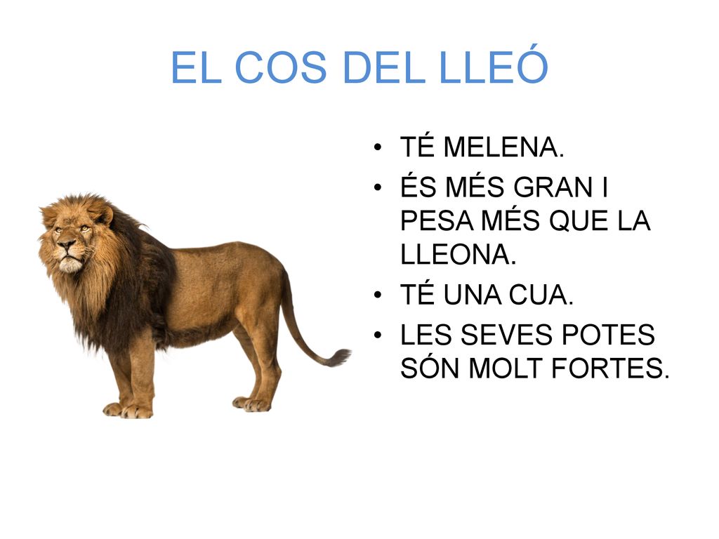 EL COS DEL LLEÓ TÉ MELENA. ÉS MÉS GRAN I PESA MÉS QUE LA LLEONA.
