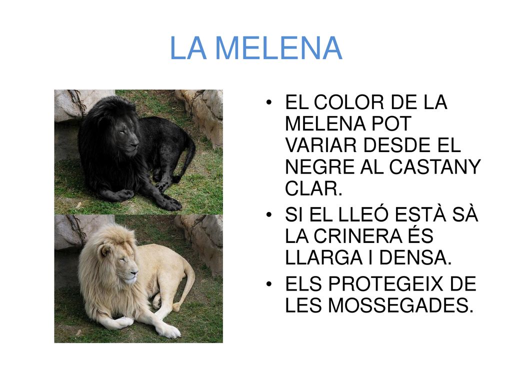 LA MELENA EL COLOR DE LA MELENA POT VARIAR DESDE EL NEGRE AL CASTANY CLAR. SI EL LLEÓ ESTÀ SÀ LA CRINERA ÉS LLARGA I DENSA.