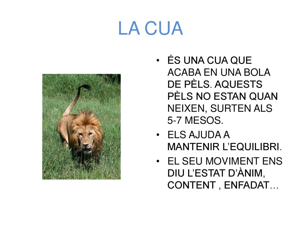 LA CUA ÉS UNA CUA QUE ACABA EN UNA BOLA DE PÈLS. AQUESTS PÈLS NO ESTAN QUAN NEIXEN, SURTEN ALS 5-7 MESOS.