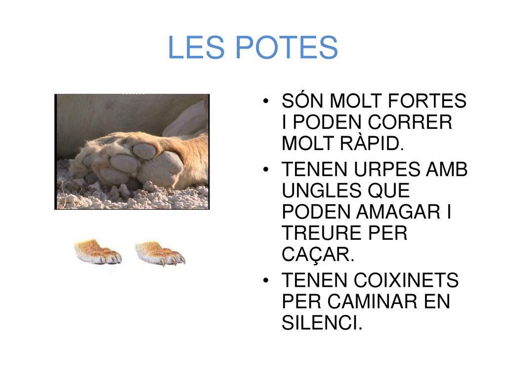 LES POTES SÓN MOLT FORTES I PODEN CORRER MOLT RÀPID.