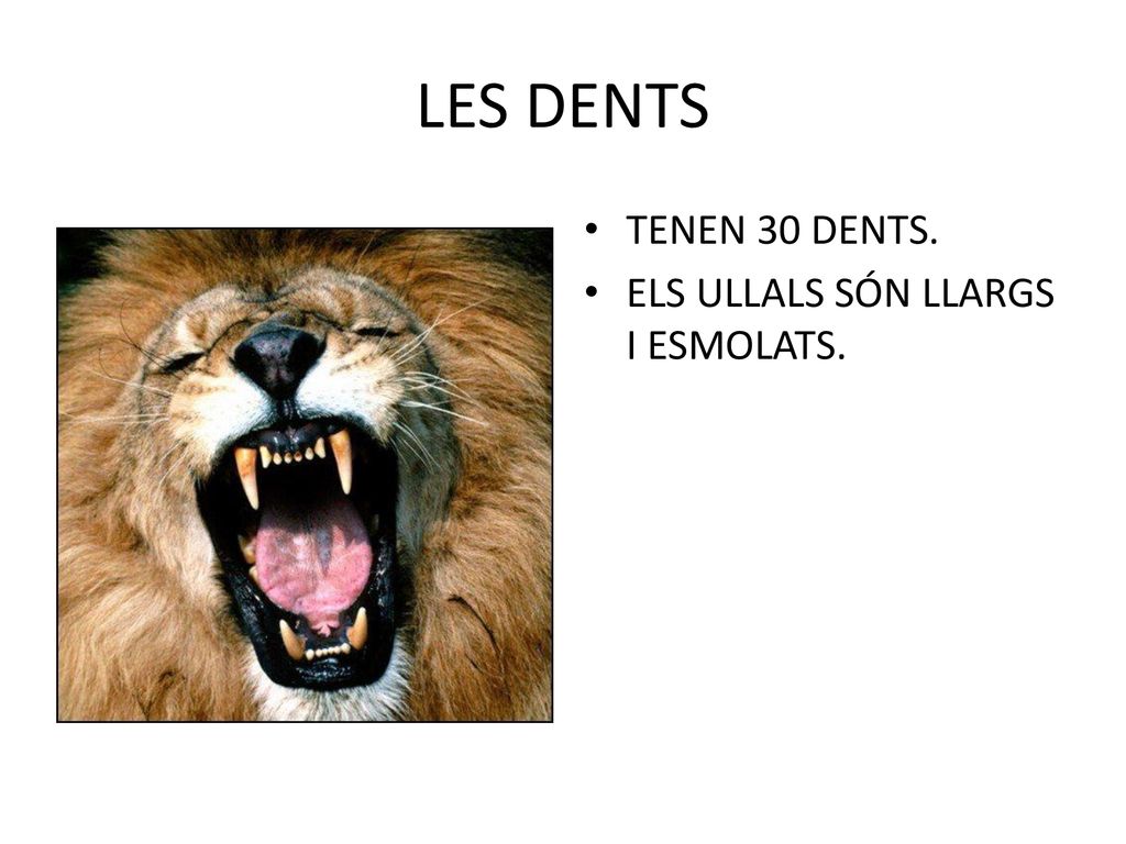 LES DENTS TENEN 30 DENTS. ELS ULLALS SÓN LLARGS I ESMOLATS.