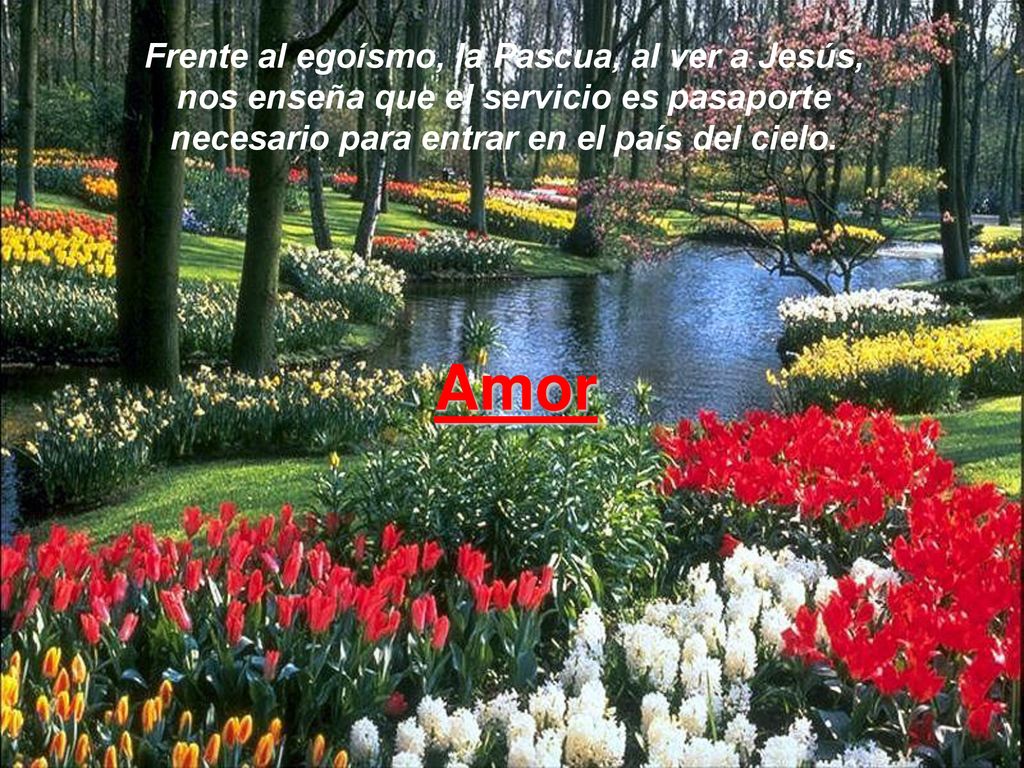 Frente al egoísmo, la Pascua, al ver a Jesús, nos enseña que el servicio es pasaporte necesario para entrar en el país del cielo.