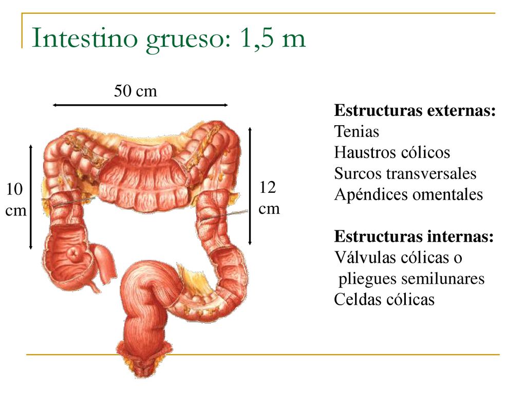 Intestino grueso: 1,5 m UACh 50 cm Estructuras externas: Tenias