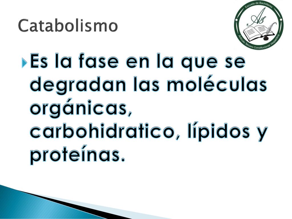 Catabolismo Es la fase en la que se degradan las moléculas orgánicas, carbohidratico, lípidos y proteínas.