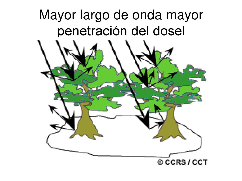 Mayor largo de onda mayor penetración del dosel
