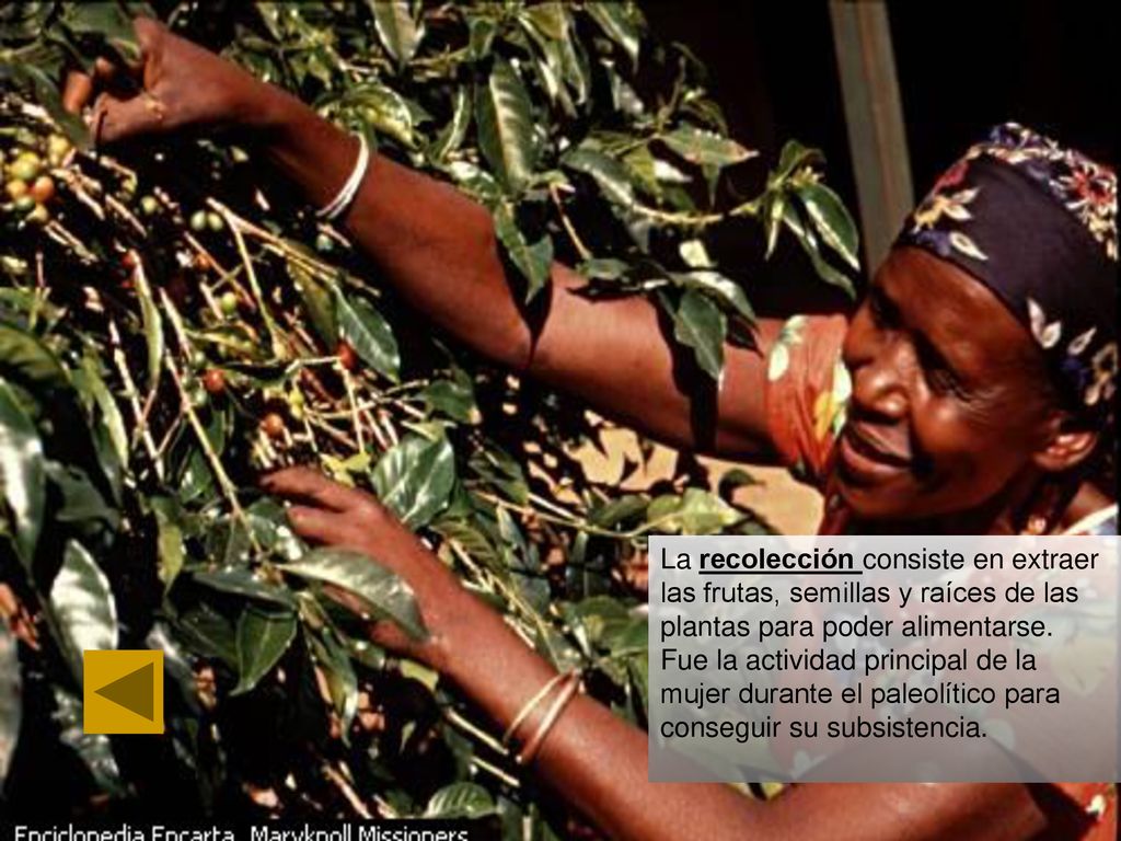 La recolección consiste en extraer las frutas, semillas y raíces de las plantas para poder alimentarse.