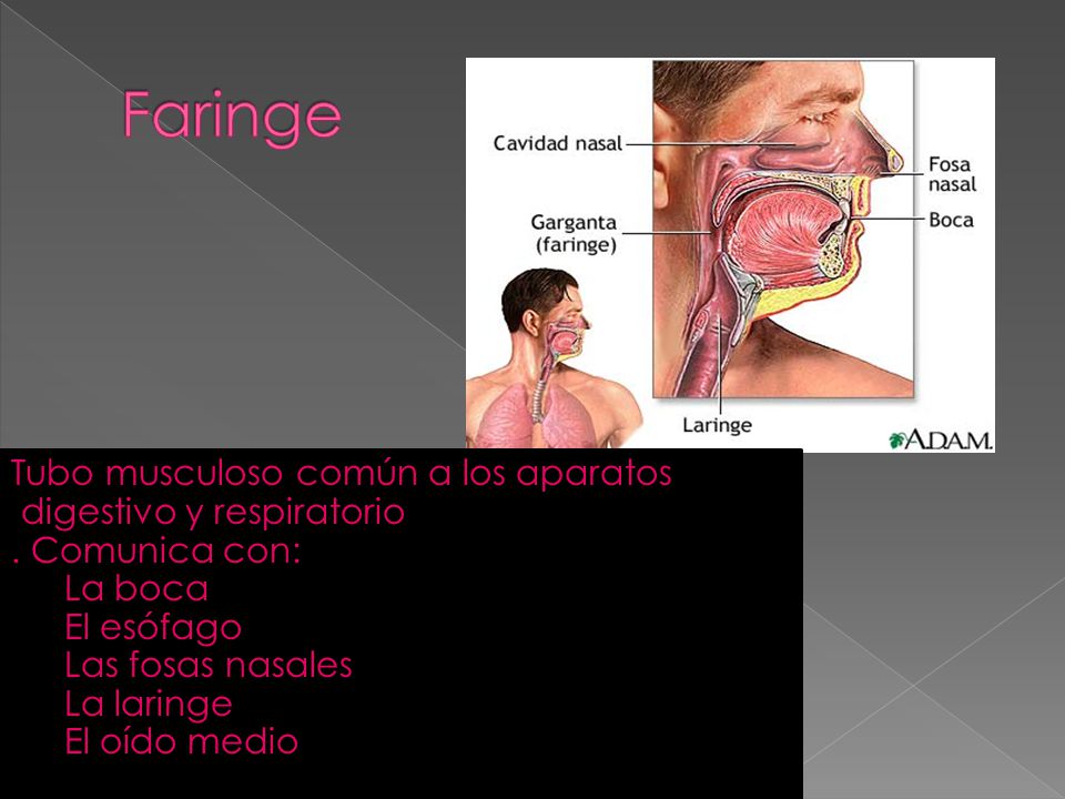 Faringe Tubo musculoso común a los aparatos digestivo y respiratorio