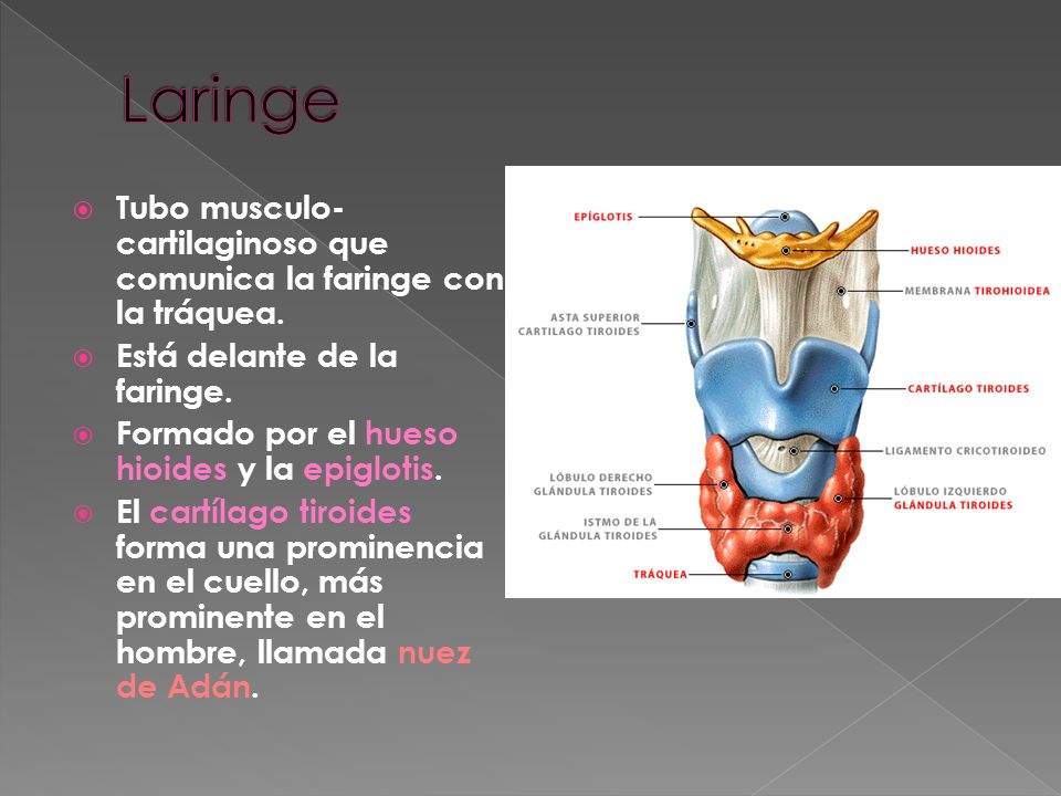 Laringe Tubo musculo-cartilaginoso que comunica la faringe con la tráquea. Está delante de la faringe.