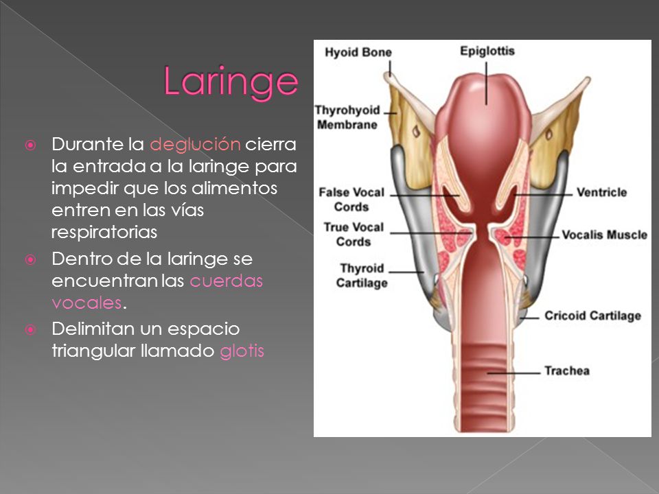 Laringe Durante la deglución cierra la entrada a la laringe para impedir que los alimentos entren en las vías respiratorias.