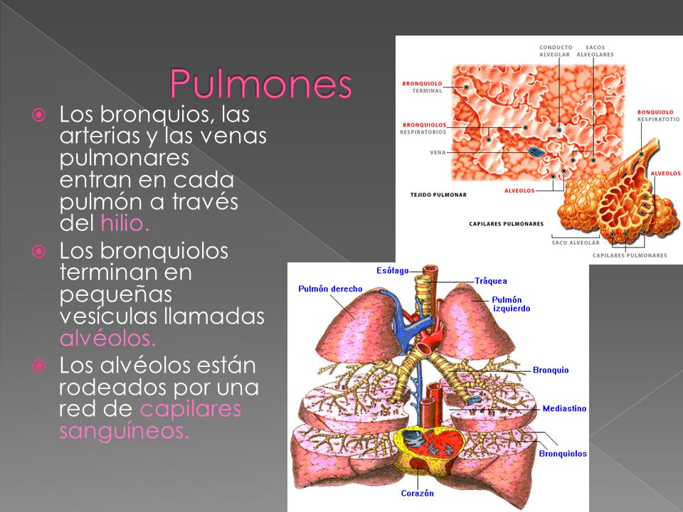 Pulmones Los bronquios, las arterias y las venas pulmonares entran en cada pulmón a través del hilio.