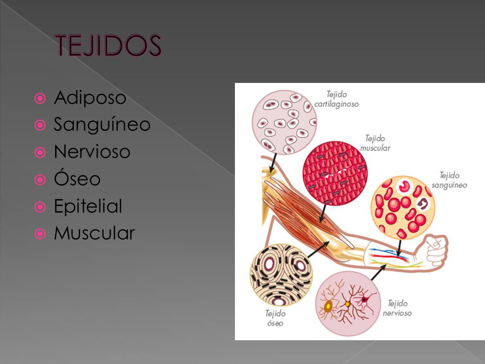 TEJIDOS Adiposo Sanguíneo Nervioso Óseo Epitelial Muscular