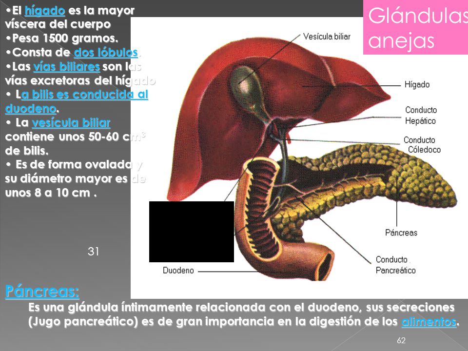Glándulas anejas Páncreas: El hígado es la mayor víscera del cuerpo