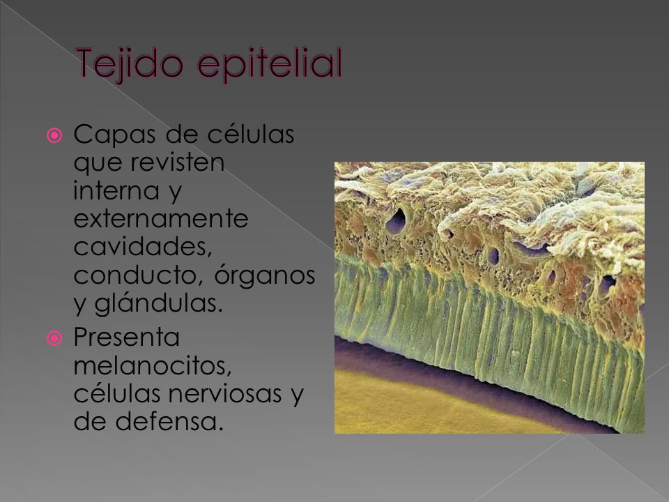 Tejido epitelial Capas de células que revisten interna y externamente cavidades, conducto, órganos y glándulas.