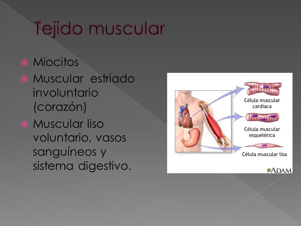 Tejido muscular Miocitos Muscular estriado involuntario (corazón)