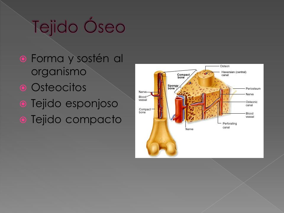 Tejido Óseo Forma y sostén al organismo Osteocitos Tejido esponjoso