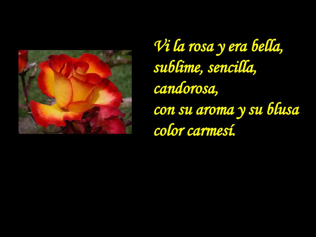 Vi la rosa y era bella, sublime, sencilla, candorosa,