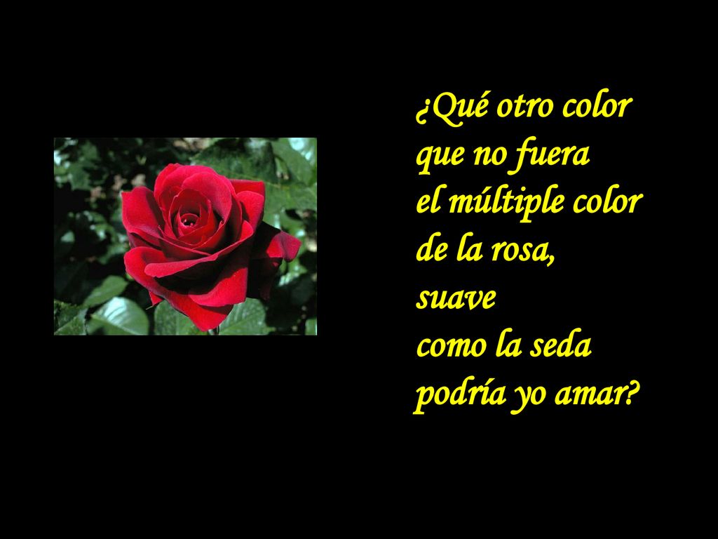 ¿Qué otro color que no fuera el múltiple color de la rosa, suave