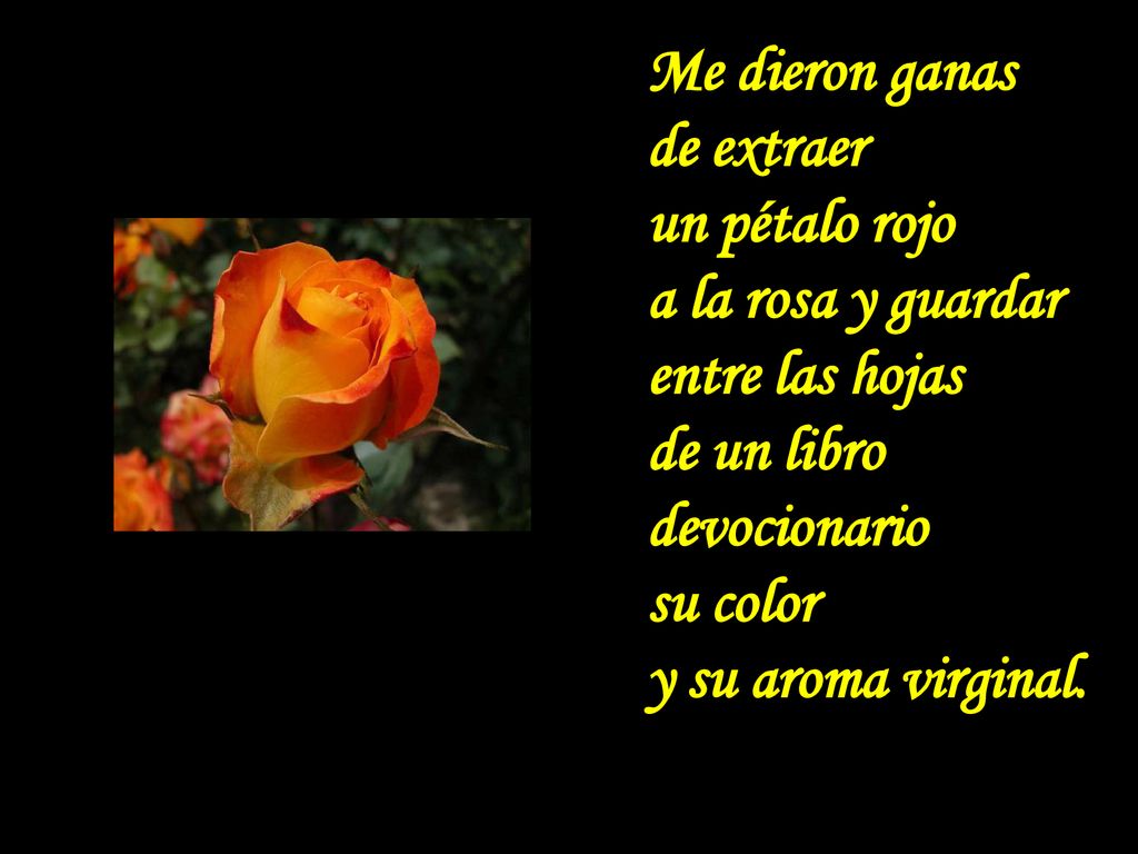 Me dieron ganas de extraer un pétalo rojo a la rosa y guardar