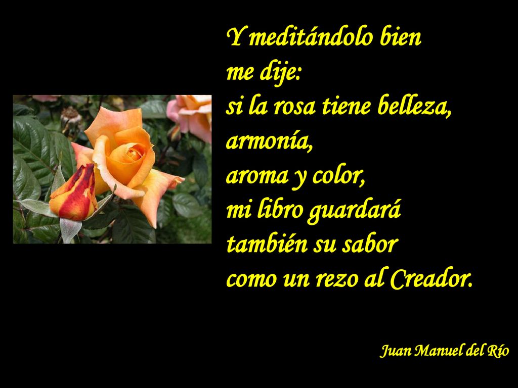 si la rosa tiene belleza, armonía, aroma y color, mi libro guardará