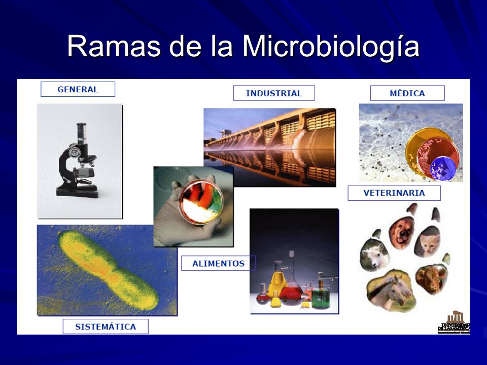 INTRODUCCIÓN A LA MICROBIOLOGÍA - ppt video online descargar