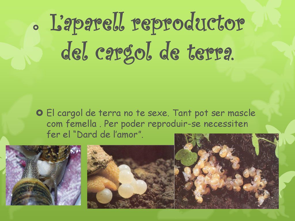 L’aparell reproductor del cargol de terra.