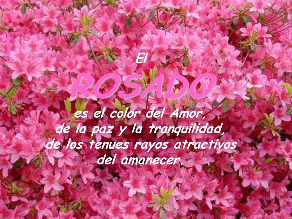 ROSADO El es el color del Amor,