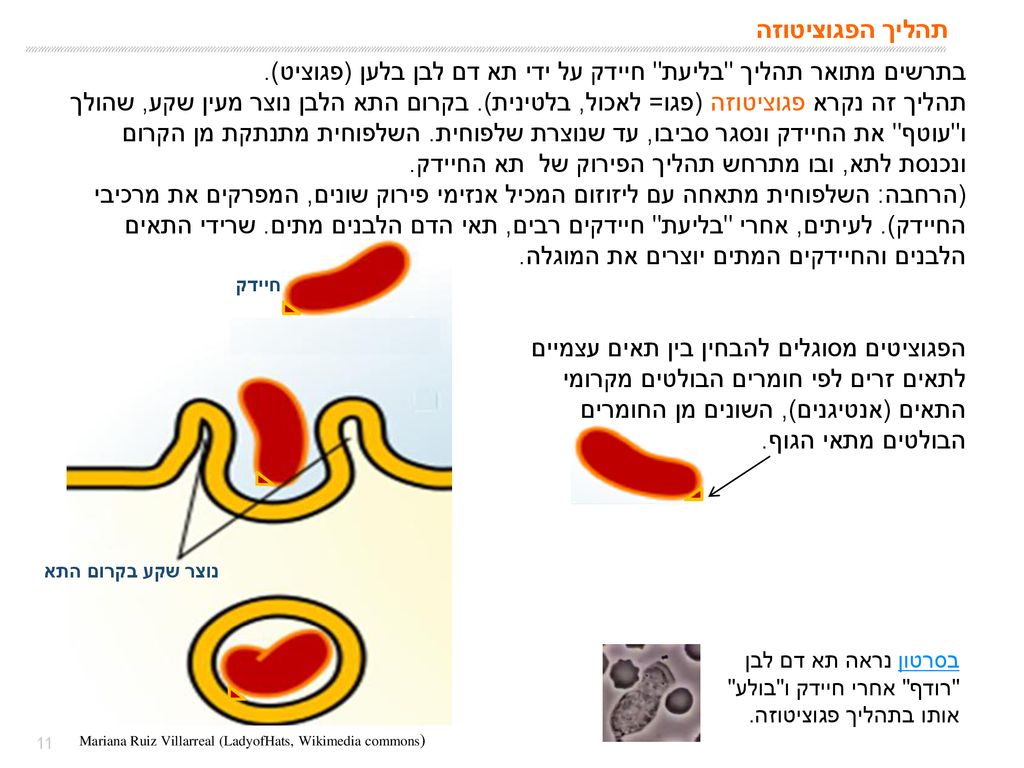 בתרשים מתואר תהליך בליעת חיידק על ידי תא דם לבן בלען (פגוציט).