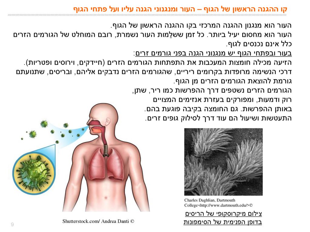 קו ההגנה הראשון של הגוף – העור ומנגנוני הגנה עליו ועל פתחי הגוף