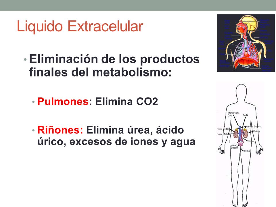 Liquido Extracelular Eliminación de los productos finales del metabolismo: Pulmones: Elimina CO2.