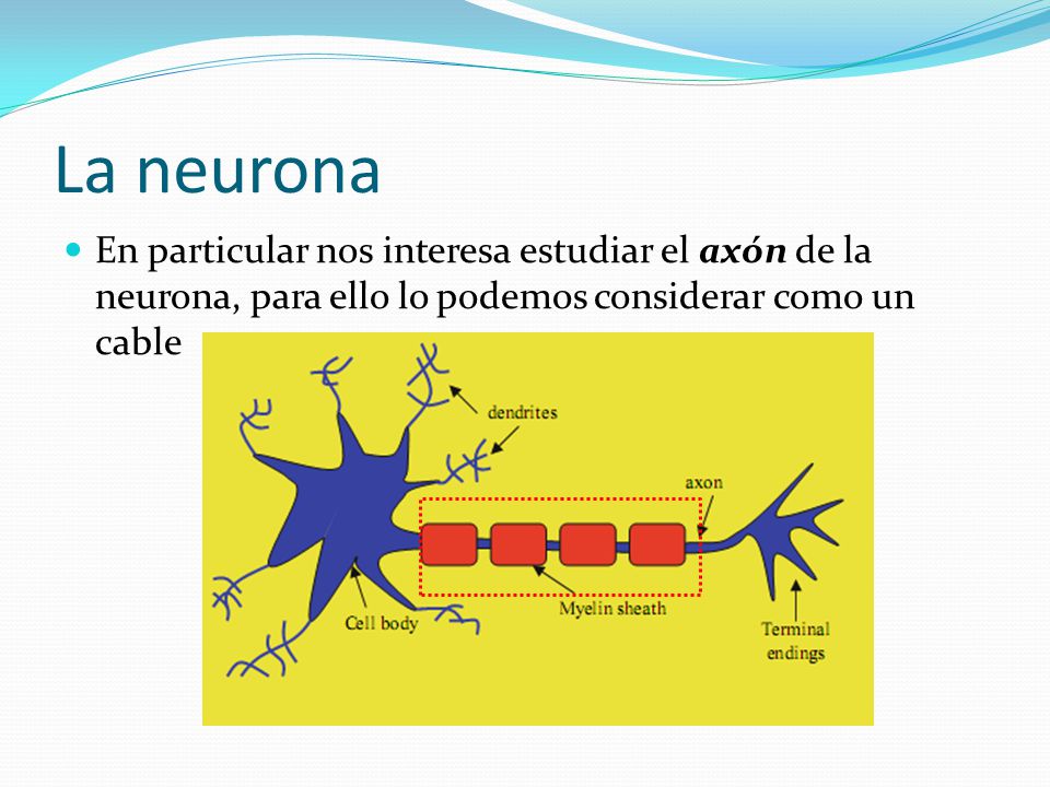 La neurona En particular nos interesa estudiar el axón de la neurona, para ello lo podemos considerar como un cable.
