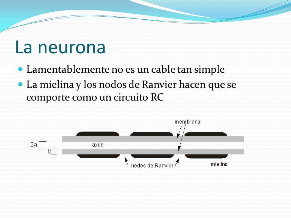 La neurona Lamentablemente no es un cable tan simple