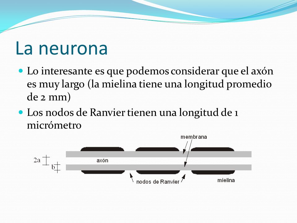 La neurona Lo interesante es que podemos considerar que el axón es muy largo (la mielina tiene una longitud promedio de 2 mm)