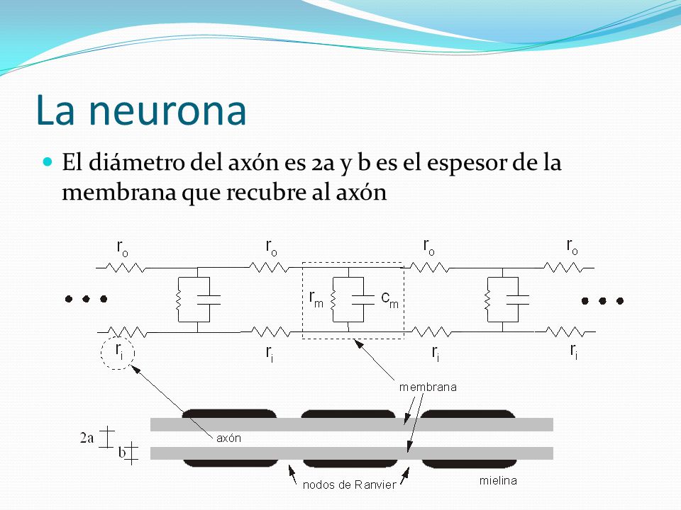 La neurona El diámetro del axón es 2a y b es el espesor de la membrana que recubre al axón