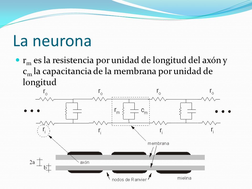 La neurona rm es la resistencia por unidad de longitud del axón y cm la capacitancia de la membrana por unidad de longitud.