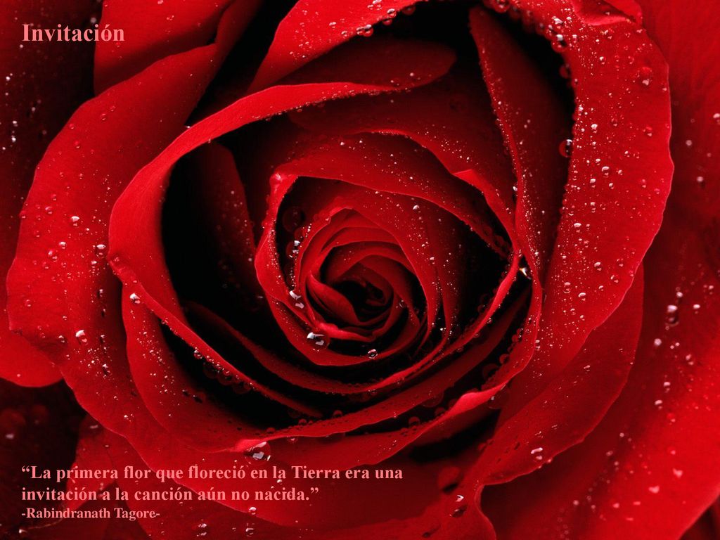 Invitación La primera flor que floreció en la Tierra era una invitación a la canción aún no nacida. -Rabindranath Tagore-