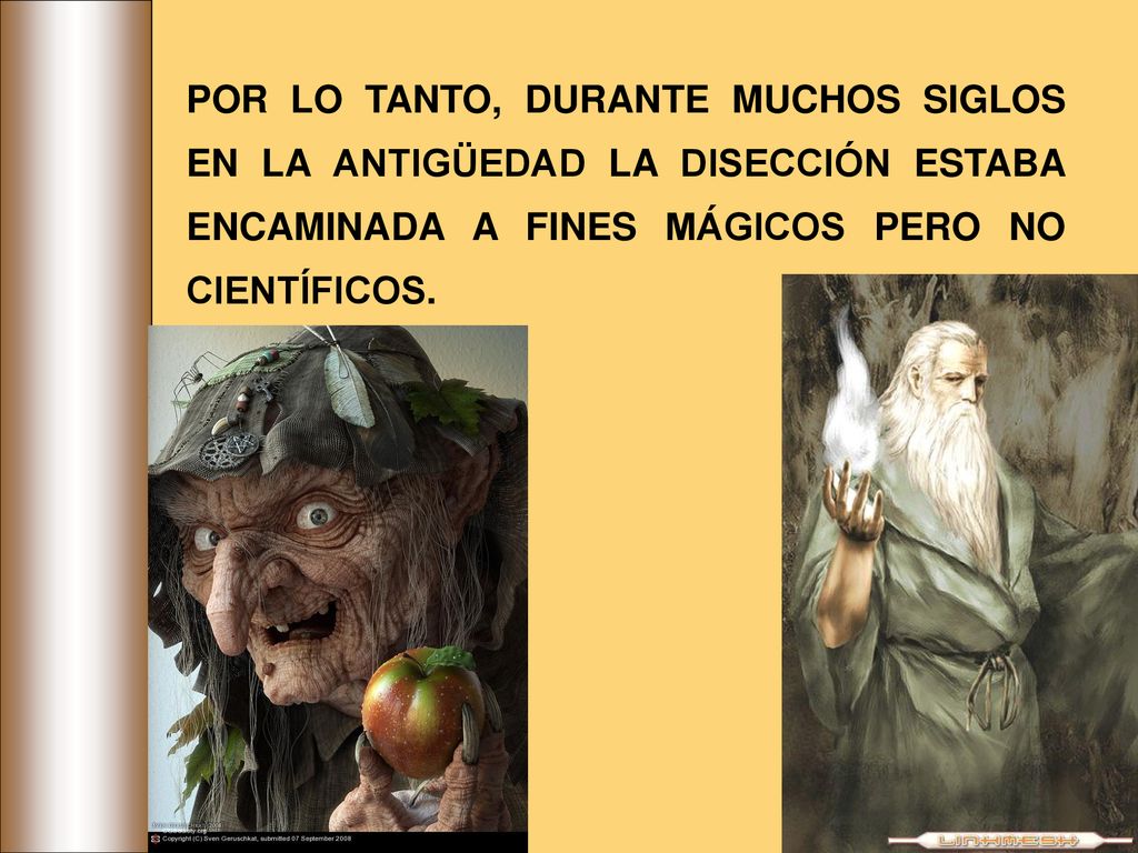 POR LO TANTO, DURANTE MUCHOS SIGLOS EN LA ANTIGÜEDAD LA DISECCIÓN ESTABA ENCAMINADA A FINES MÁGICOS PERO NO CIENTÍFICOS.